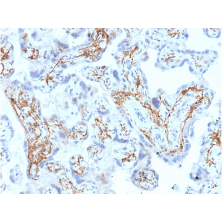 Immunohistochemistry - Anti-Glutathione S Transferase Mu 1 Antibody [CPTC-GSTMu1-3] (A248777) - Antibodies.com
