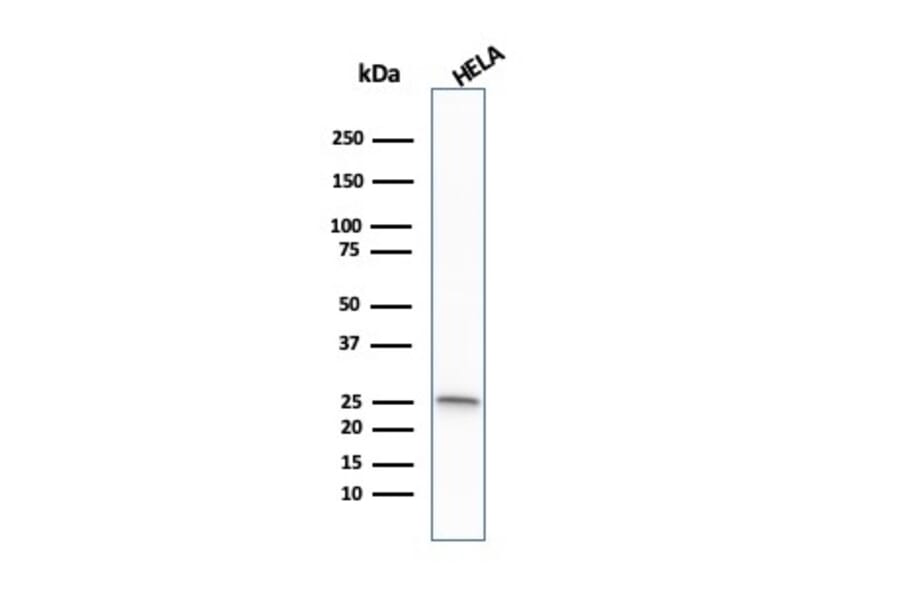 Western Blot - Anti-Glutathione S Transferase Mu 1 Antibody [CPTC-GSTMu1-3] (A248777) - Antibodies.com