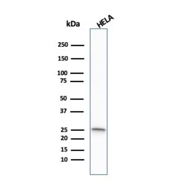 Western Blot - Anti-Glutathione S Transferase Mu 1 Antibody [CPTC-GSTMu1-3] (A248777) - Antibodies.com