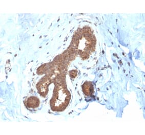 Immunohistochemistry - Anti-Glutathione S Transferase Mu 2 Antibody [CPTC-GSTMu2-2] (A248778) - Antibodies.com