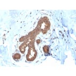 Immunohistochemistry - Anti-Glutathione S Transferase Mu 2 Antibody [CPTC-GSTMu2-2] (A248778) - Antibodies.com