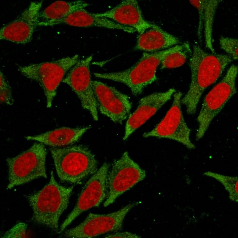 Immunofluorescence - Anti-Glutathione S Transferase Mu 2 Antibody [CPTC-GSTMu2-2] (A248778) - Antibodies.com