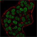 Immunofluorescence - Anti-MSH6 Antibody [MSH6/3091] (A248780) - Antibodies.com