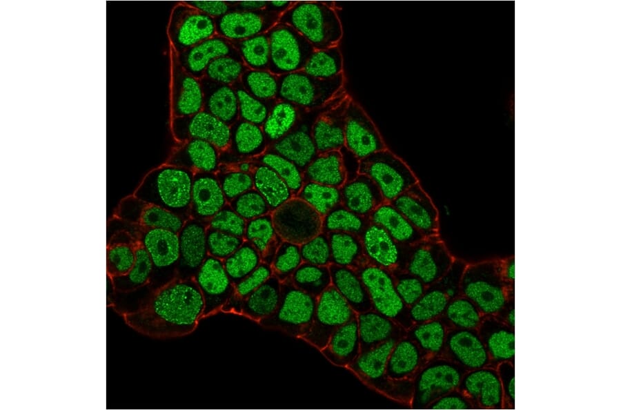 Flow Cytometry - Anti-MSH6 Antibody [MSH6/3086] (A248785) - Antibodies.com