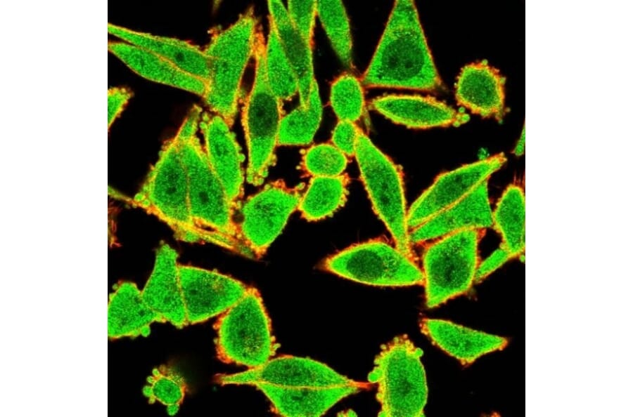 Immunofluorescence - Anti-GTF2H2 Antibody [PCRP-GTF2H2-1B9] (A248788) - Antibodies.com