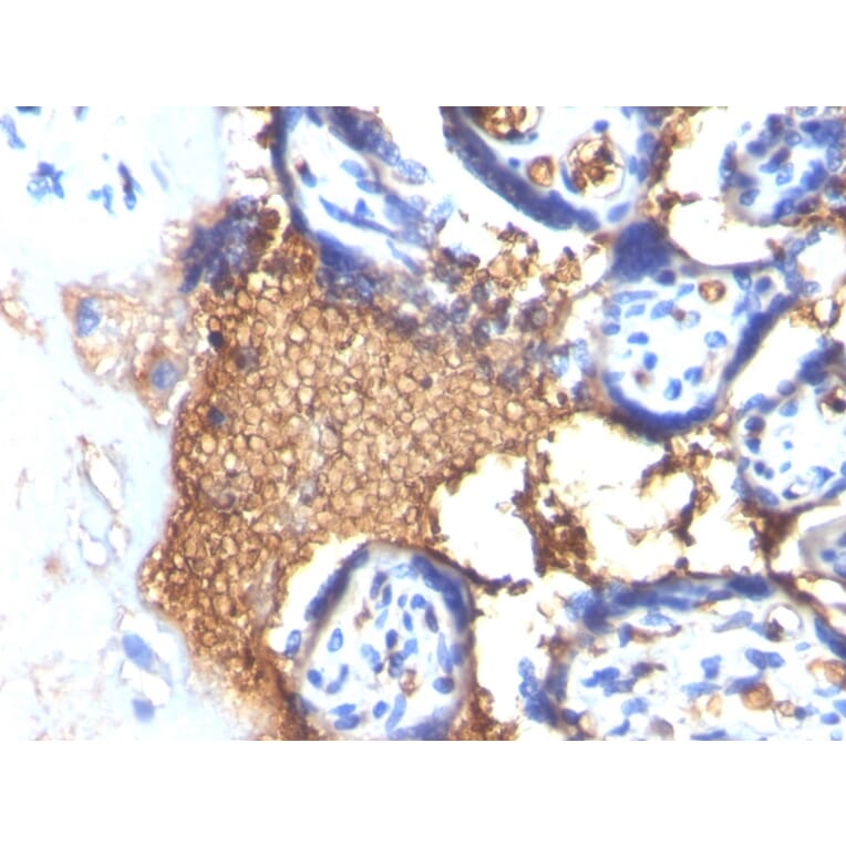 Immunohistochemistry - Anti-Glycophorin A Antibody [GYPA/280] (A248789) - Antibodies.com