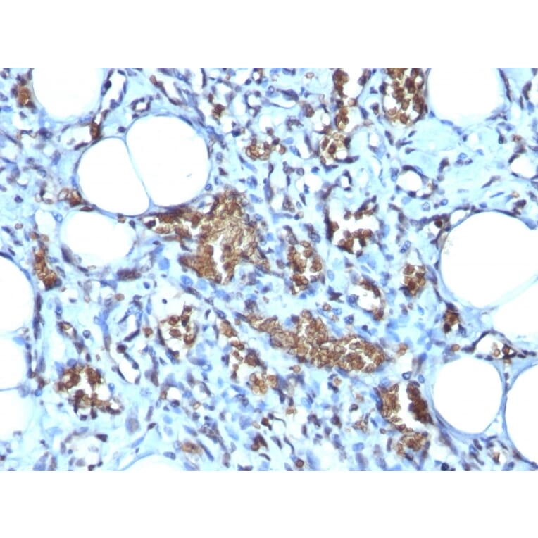 Immunohistochemistry - Anti-Glycophorin A Antibody [GYPA/280] (A248789) - Antibodies.com