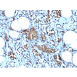 Immunohistochemistry - Anti-Glycophorin A Antibody [GYPA/280] (A248789) - Antibodies.com