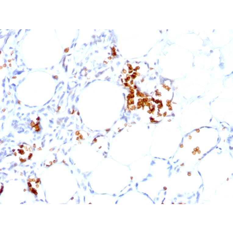 Immunohistochemistry - Anti-Glycophorin A Antibody [GYPA/280] (A248788) - Antibodies.com