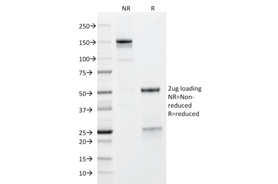 SDS-PAGE - Anti-Glycophorin A Antibody [GYPA/280] (A248789) - Antibodies.com
