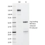 SDS-PAGE - Anti-Glycophorin A Antibody [GYPA/280] (A248789) - Antibodies.com