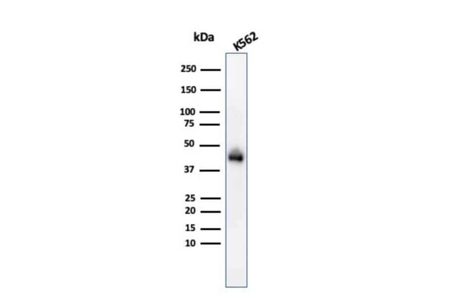 Western Blot - Anti-Glycophorin A Antibody [GYPA/280] (A248789) - Antibodies.com