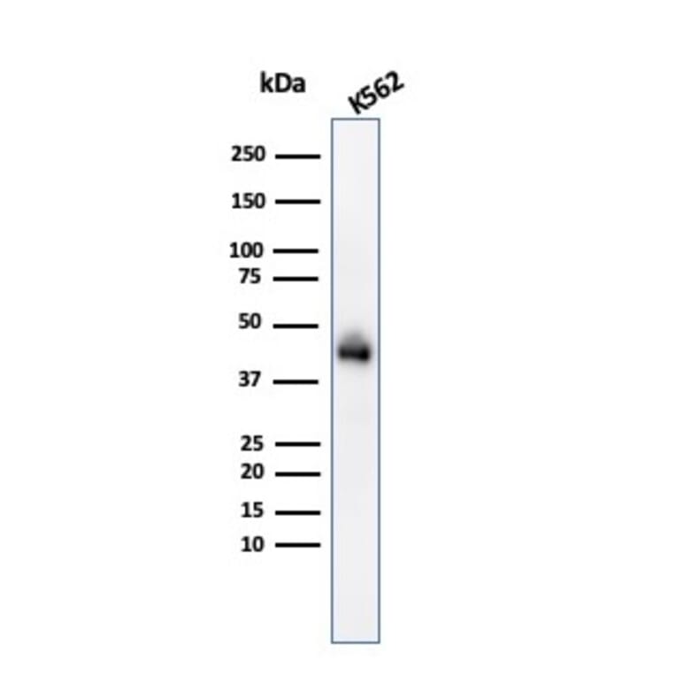 Western Blot - Anti-Glycophorin A Antibody [GYPA/280] (A248789) - Antibodies.com