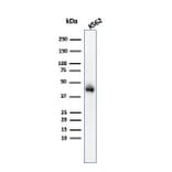 Western Blot - Anti-Glycophorin A Antibody [GYPA/280] (A248789) - Antibodies.com