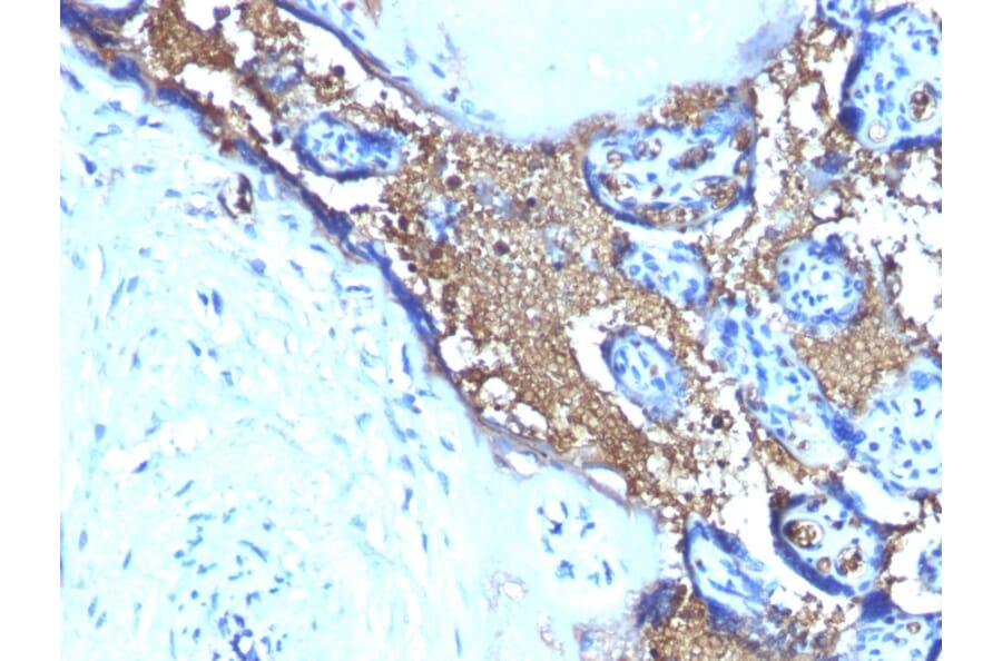 Immunohistochemistry - Anti-Glycophorin A Antibody [SPM599] (A248790) - Antibodies.com