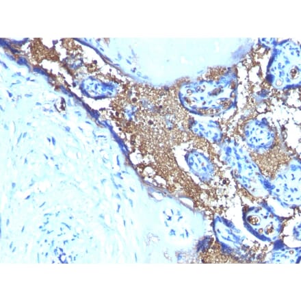Immunohistochemistry - Anti-Glycophorin A Antibody [SPM599] (A248790) - Antibodies.com