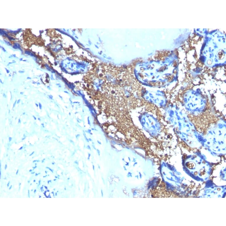 Immunohistochemistry - Anti-Glycophorin A Antibody [SPM599] (A248790) - Antibodies.com