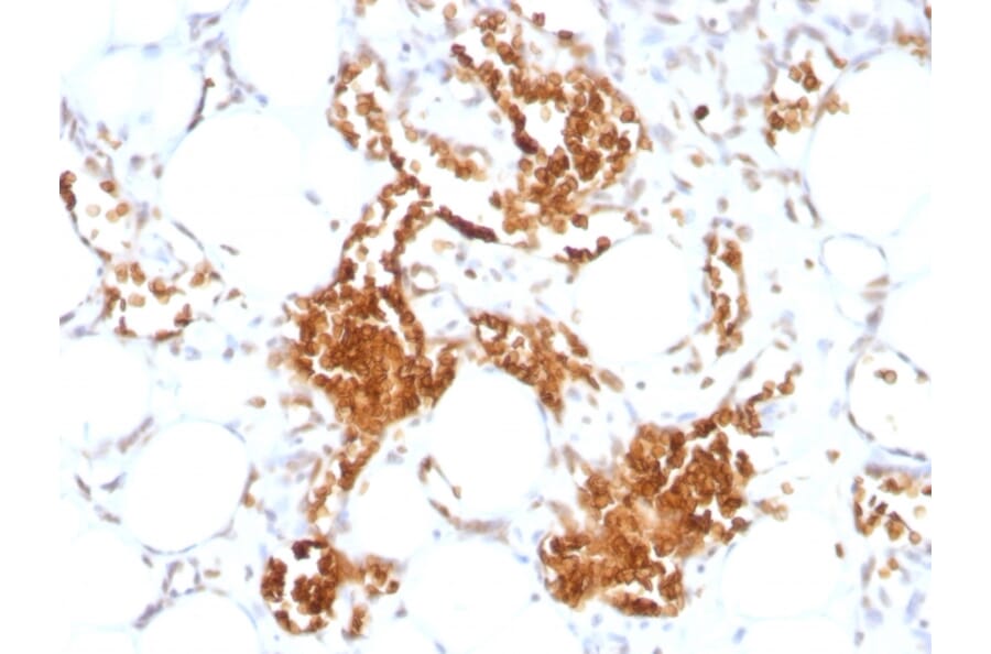 Immunohistochemistry - Anti-Glycophorin A Antibody [SPM599] (A248789) - Antibodies.com