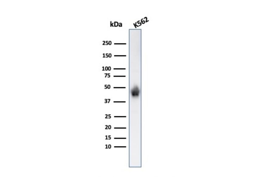 Western Blot - Anti-Glycophorin A Antibody [SPM599] (A248790) - Antibodies.com