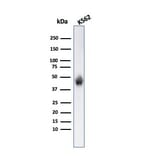 Western Blot - Anti-Glycophorin A Antibody [SPM599] (A248790) - Antibodies.com