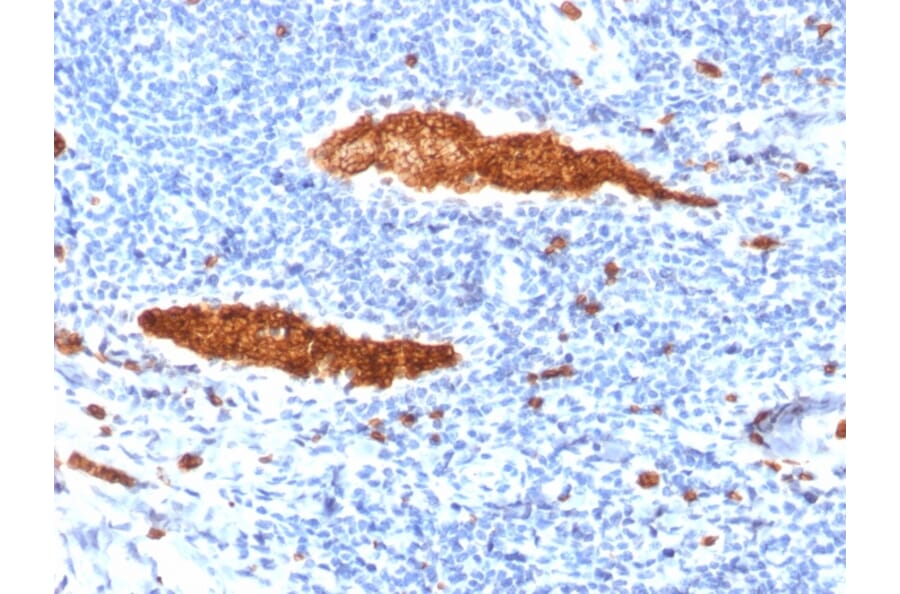 Immunohistochemistry - Anti-Glycophorin A Antibody [JC159] (A248790) - Antibodies.com