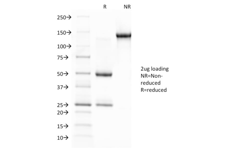 SDS-PAGE - Anti-Glycophorin A Antibody [JC159] (A248791) - Antibodies.com