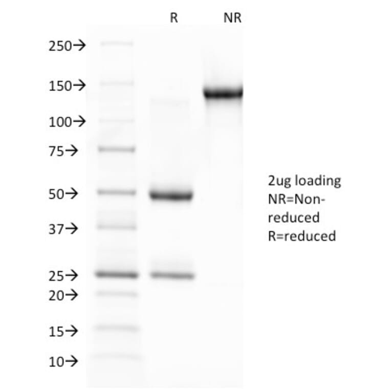 SDS-PAGE - Anti-Glycophorin A Antibody [JC159] (A248791) - Antibodies.com