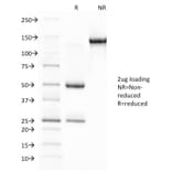 SDS-PAGE - Anti-Glycophorin A Antibody [JC159] (A248791) - Antibodies.com