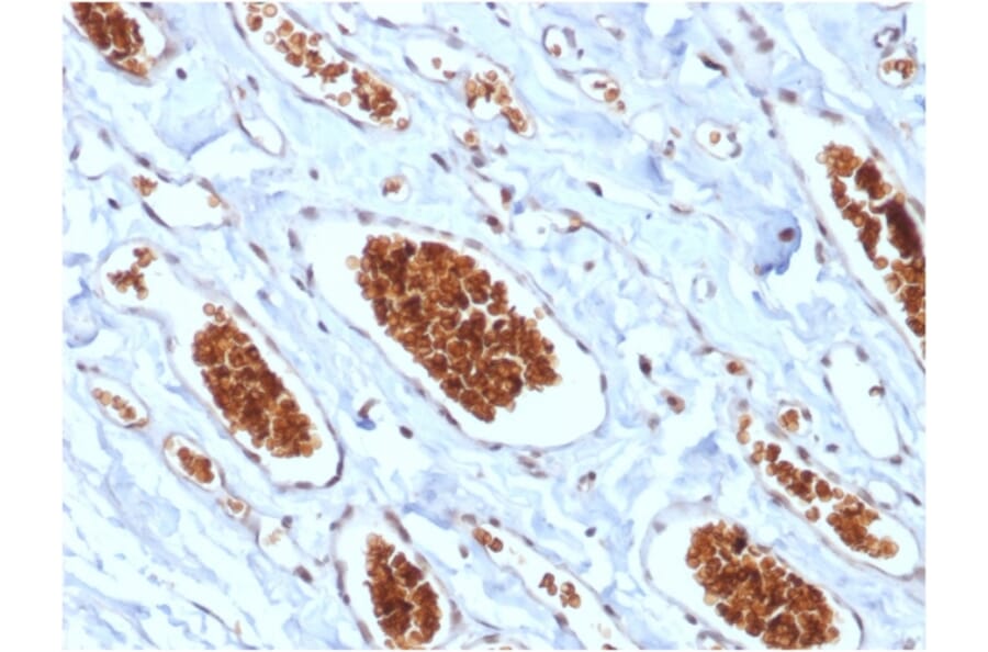 Immunohistochemistry - Anti-Glycophorin A Antibody [rGYPA/280] (A248791) - Antibodies.com