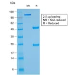 SDS-PAGE - Anti-Glycophorin A Antibody [rGYPA/280] (A248792) - Antibodies.com