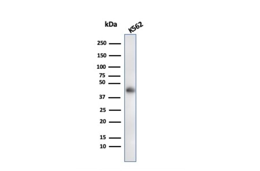 Western Blot - Anti-Glycophorin A Antibody [rGYPA/280] (A248792) - Antibodies.com