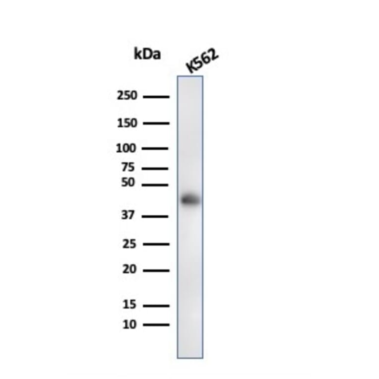 Western Blot - Anti-Glycophorin A Antibody [rGYPA/280] (A248792) - Antibodies.com