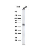 Western Blot - Anti-Glycophorin A Antibody [rGYPA/280] (A248792) - Antibodies.com