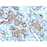 Immunohistochemistry - Anti-Glycophorin A Antibody [GYPA/1725R] (A248792) - Antibodies.com