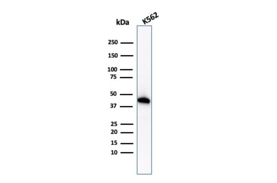 Western Blot - Anti-Glycophorin A Antibody [GYPA/1725R] (A248793) - Antibodies.com