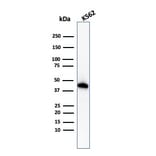 Western Blot - Anti-Glycophorin A Antibody [GYPA/1725R] (A248793) - Antibodies.com