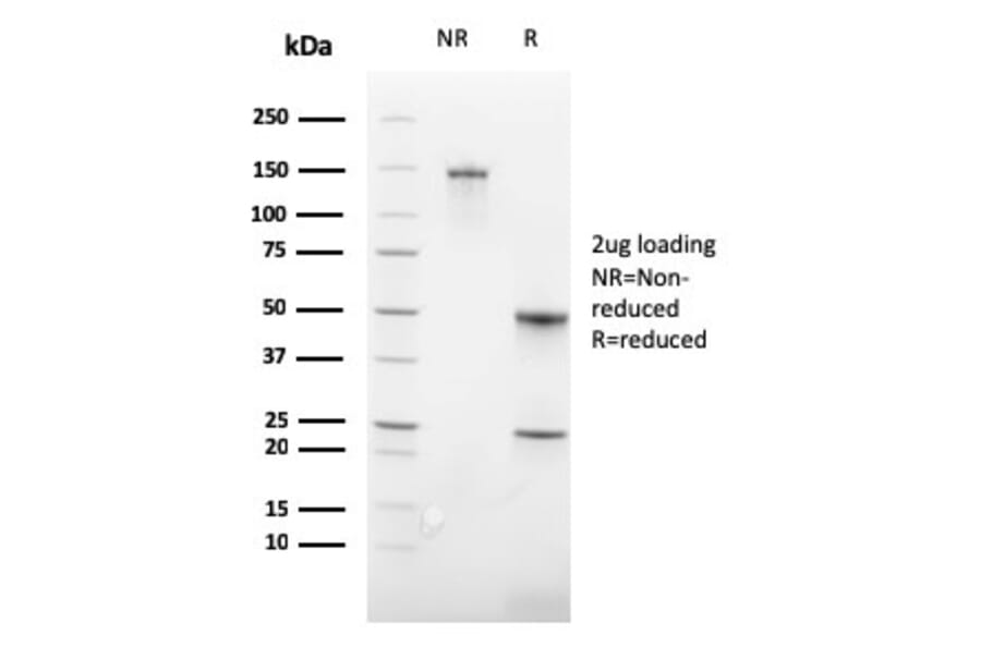 SDS-PAGE - Anti-Glycophorin A Antibody [GYPA/3219R] (A248794) - Antibodies.com