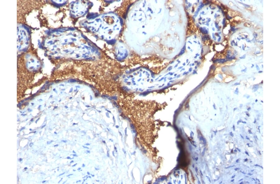 Immunohistochemistry - Anti-Glycophorin A Antibody (A248794) - Antibodies.com