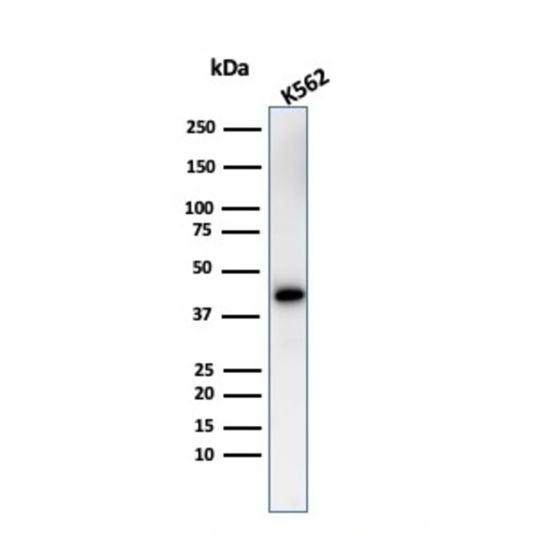 Western Blot - Anti-Glycophorin A Antibody (A248795) - Antibodies.com