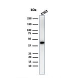 Western Blot - Anti-Glycophorin A Antibody (A248795) - Antibodies.com