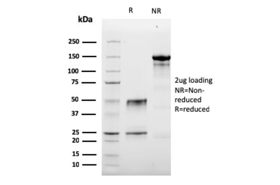 SDS-PAGE - Anti-Granzyme B Antibody [GZMB/3056] (A248801) - Antibodies.com