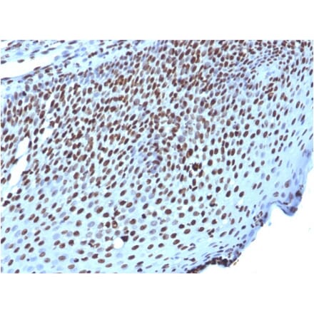 Immunohistochemistry - Anti-Histone H1 Antibody [AE-4] (A248802) - Antibodies.com
