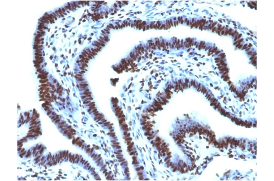 Immunohistochemistry - Anti-Histone H1 Antibody [AE-4] (A248802) - Antibodies.com