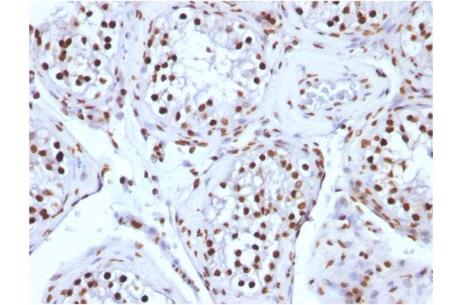 Immunohistochemistry - Anti-Histone H1 Antibody [AE-4] (A248802) - Antibodies.com