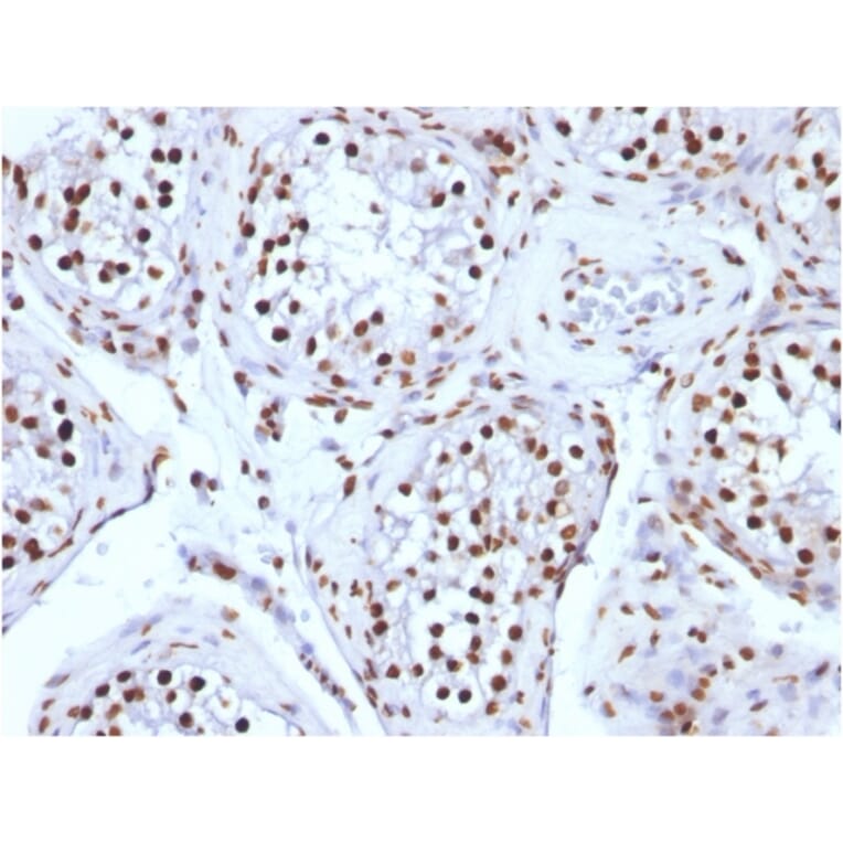 Immunohistochemistry - Anti-Histone H1 Antibody [AE-4] (A248802) - Antibodies.com