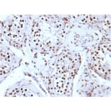 Immunohistochemistry - Anti-Histone H1 Antibody [AE-4] (A248802) - Antibodies.com