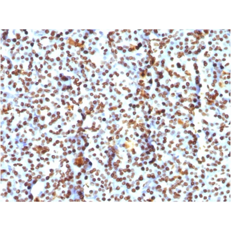 Immunohistochemistry - Anti-Histone H1 Antibody [AE-4] (A248802) - Antibodies.com