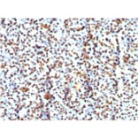 Immunohistochemistry - Anti-Histone H1 Antibody [AE-4] (A248802) - Antibodies.com