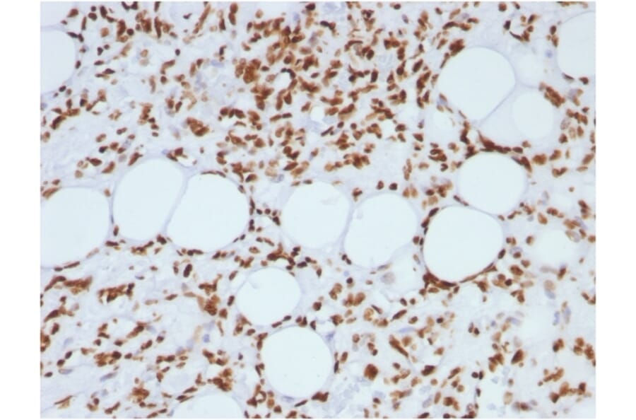 Immunohistochemistry - Anti-Histone H1 Antibody [AE-4] (A248802) - Antibodies.com