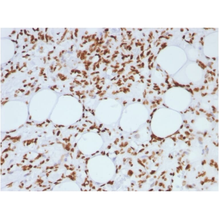 Immunohistochemistry - Anti-Histone H1 Antibody [AE-4] (A248802) - Antibodies.com
